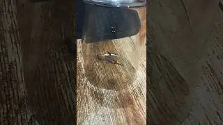 Скорпион в стакане 🦂 #дикаяприрода #животные #скорпион