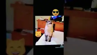 🔥Кот чихнул🔥😻