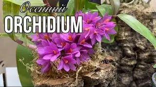 Autumn Orchidium 2023 || Orchid Exhibition in Moscow || What the vendors had to offer this time 🤔