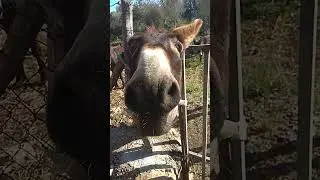 Besando Burros