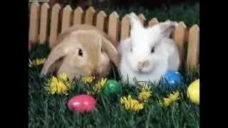 feliz pascoa