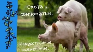 🐷ОХОТА у свиноматки. 🐖искусственное осеминение