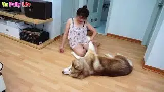 Lovely smart girl Playing Baby Cute Dogs At Home, How to play with baby dogs @18 HD