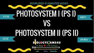 What are Photosystems? Difference between Photosystem I and Photosystem II (PS I vs PS II)