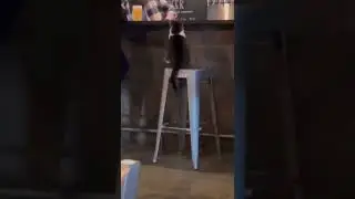 Кот сидит в баре #Tik Tok #Shorts #Тик Ток #ПриколКоты #Catstiktok