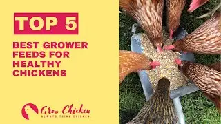 Top 5 Best Grower Feeds for Healthy Chickens! 🐔🌾