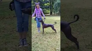 Xolo Princess Astra preparing for the dog show ♥️