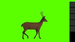 copyright free Green Screen Cartoon Animal/Talking Cartoon Animal/Cartoon Deer Green Screen 