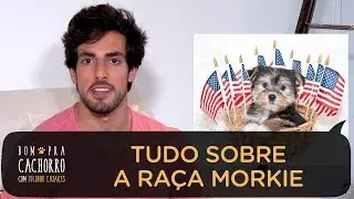 TUDO SOBRE A RAÇA MORKIE | BOM PRA CACHORRO