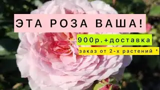 РОЗА «Джеймс Гелвэй» НА ПРОДАЖУ!