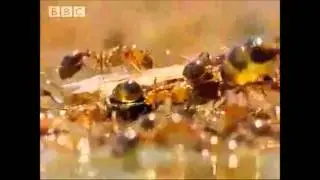 Fire Ant Raft BBC