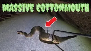 3 Trips Produce a MASSIVE VENOMOUS Encounter *** Plus 4 Different SPECIES