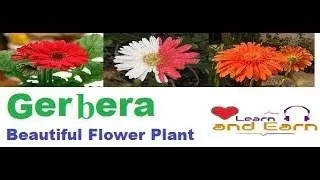 How to Grow Gerbera Plant in Pots