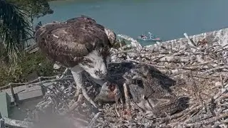 Captiva Osprey Cam | Andy bring fish for 3 cute babies, Lena feeding | 04.03.2022