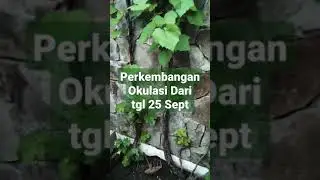 Okulasi Anggur Baru 1 Bulan Sudah Berbuah #shorts #anggur