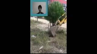 YAŞLI AĞAÇ NASIL NAKLEDİLİR