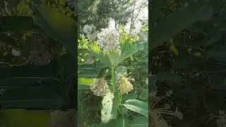 Пчёлы, цветы и удовольствие.