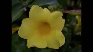 Jardín Botánico Bouganvillea
