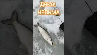 НЕЛЬМА - Запрещённая к вылову рыба, семейства ЛОСОСЁВЫХ. #рыбалканаоби #рыбалка #нельма
