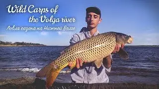 Wild Carps of the Volga river. Ловля сазана на Нижней Волге