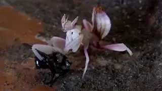 orchid mantis (Hymenopus coronatus) care sheet