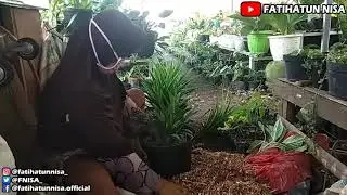 Cara Mengganti Pot Tanaman Pandan | How To Replace Pandanus Plant Pots