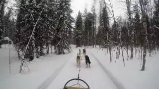 Husky safari