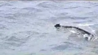 Humpback whales visit