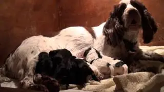 Molly and her babies