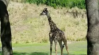 Kilimanjaro Safaris on Harambe Wildlife Reserve
