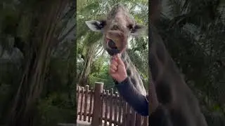 Giraffe Feeding POV
