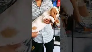 Basset Hound, Woodstock Cachorro Disponible, ambos padres Campeones madre importada de Argentina.