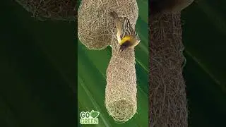 Nature's Tailors Birds and Their Incredible Nest-Making Skills 
