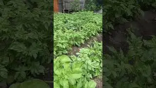 дожик-наш помошник.