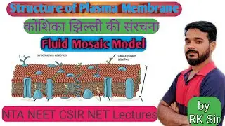 Structure of plasma membrane | fluid mosaic model of cell plasma membrane | cell membrane structure