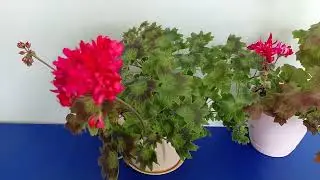 Цветущий праздник