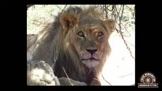Jamy Traut Hunting Safaris - Urgent Problem Lion!
