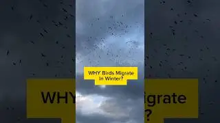 Why Do Birds Migrate In Winter?