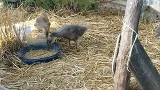 Day 28 might be peak fluff, as these ducklings show signs of feather starts