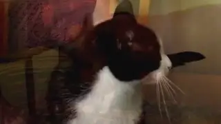 Felix cat.  Кот Феликс из рекламы корма 1 серия