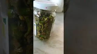 Mirchi ka achar 🌶️🌶️🌶️🌶️😋😋🤗🤗🤤🤤🤤🤗🤗