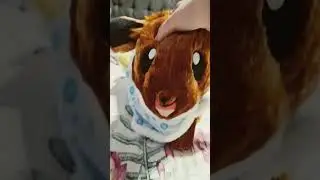 @momokothewondershowfan eeveewell cat