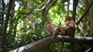 बंदरों का मस्ति # video trending video