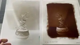 White Sage: Wet Collodion Negatives and Toned Kallitype Prints