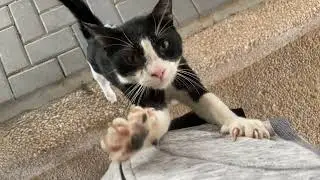 This Cat￼‏￼￼￼￼ scratching Her Nails On Me￼￼