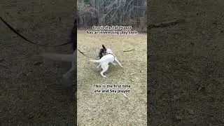Unusual puppy play! #dog #dogs #foryou #shorts #fyp #dogtraining #dogoftheday #dogshorts