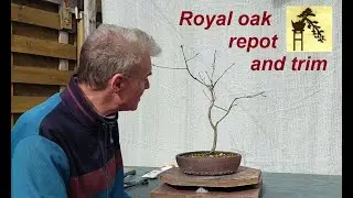 Royal oak bonsai - 2