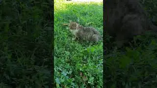 Her darbe güçlendirir #kedi #anne # sokakhavanları # cat # pazar