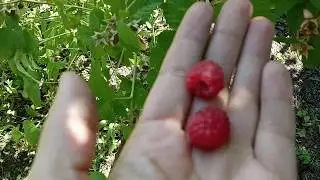 Спеют ягоды на 27.06.2020. Малина оранжевое чудо, смородина уральская красавица, жимолость Диана