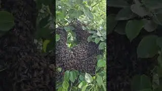 Пчелы На Суете - Поймали Отличный Рой Пчел  #пчелы #РойПчел #пчелы